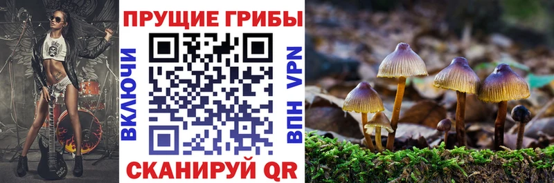 купить   кракен как зайти  Псилоцибиновые грибы Magic Shrooms  Тайшет 